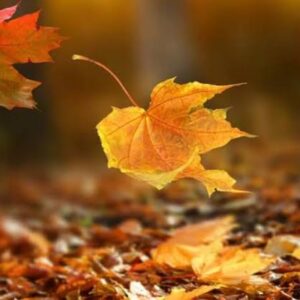 Efrahim: Sonbahar Üzerine Yazılmış 5 Mükemmel Şiir