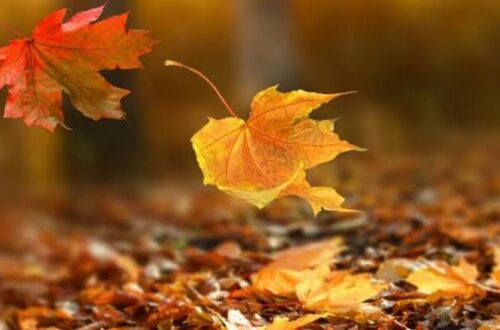 Umut Köse: Sonbahar Üzerine Yazılmış 5 Mükemmel Şiir