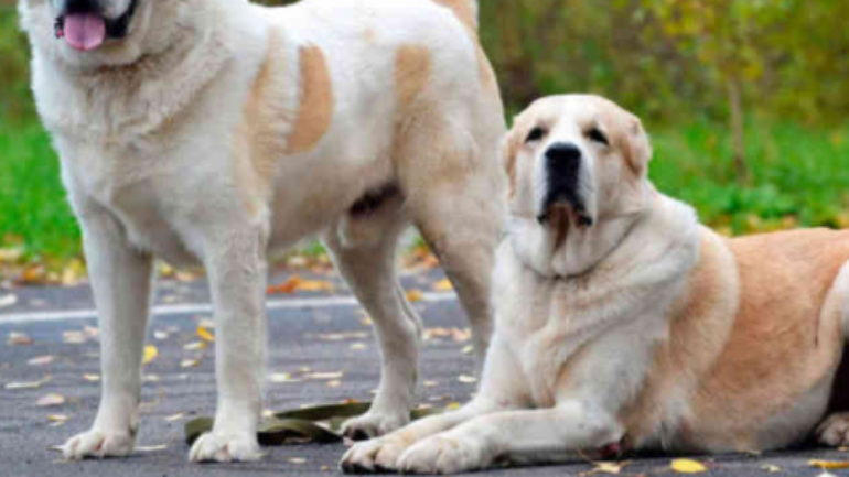 Alabay Köpeklerinin Tarihçesi