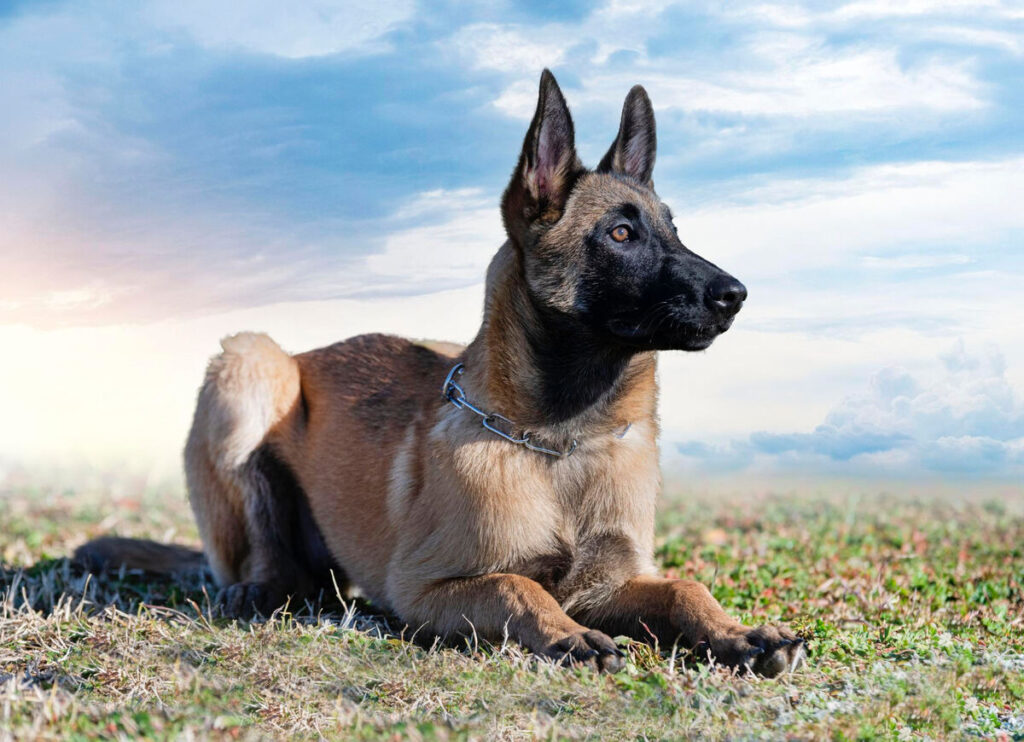 Muhammet Uysal: Belçika Kurdu Eğitimi: Faydalı Yöntemler ve İpuçları 2 Muhammet Uysal: Belçika Kurdu Eğitimi: Faydalı Yöntemler ve İpuçları