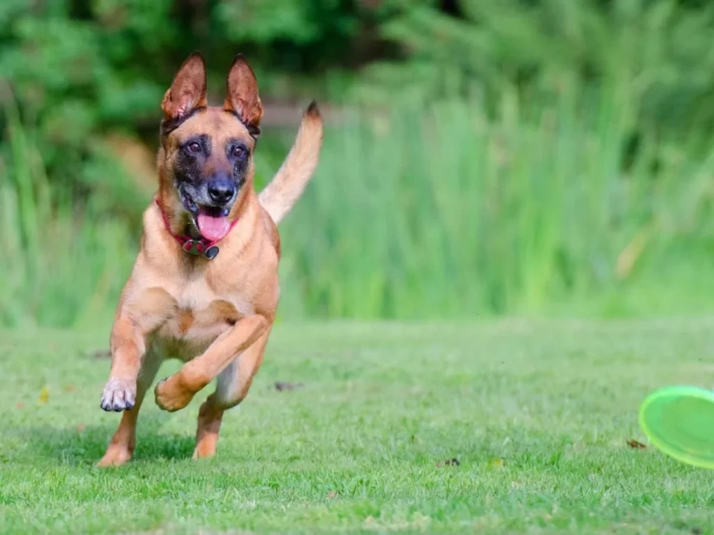 Muhammet Uysal: Belçika Kurdu Eğitimi: Faydalı Yöntemler ve İpuçları 3 belçika kurdu eğitimi