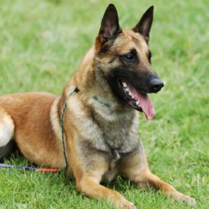 Muhammet Uysal: Belçika Kurdu Eğitimi: Faydalı Yöntemler ve İpuçları