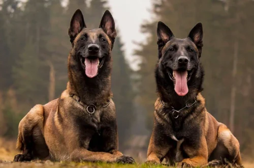 Ulaş Utku Bozdoğan: Belçika Kurdunun Beslenmesi: Diyet ve Mama Seçimi