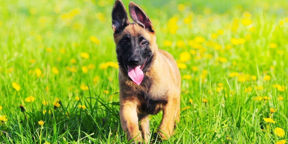 Muhammet Uysal: Belçika Kurdunun Beslenmesi: Diyet ve Mama Seçimi