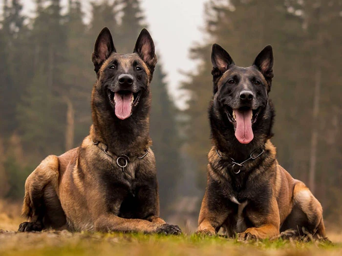 Muhammet Uysal: Belçika Kurdunun Beslenmesi: Diyet ve Mama Seçimi